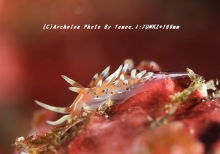 190203-i-08hibusa.jpg