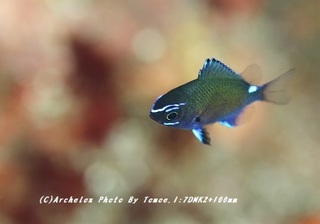 190205-i-05amami.jpg