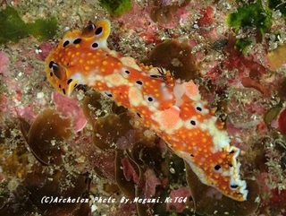 190208-k-01kumejima.jpg