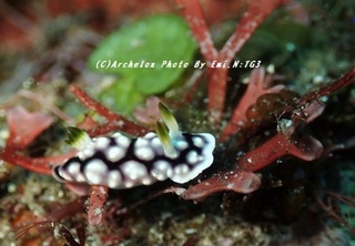 190210-n-07kika.jpg
