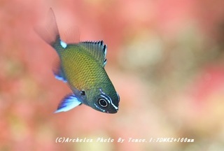 190217-t-02amami.jpg