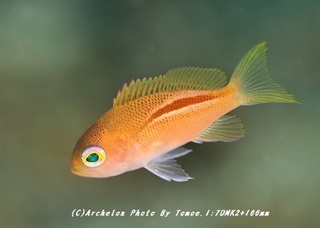 190302-i-02kohaku.jpg