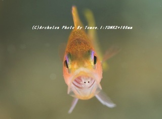 190302-i-03kohaku.jpg