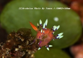 190303-i-02adeyaka.jpg
