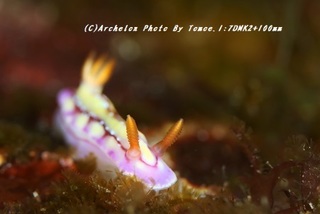 190303-i-07kurakatoa.jpg