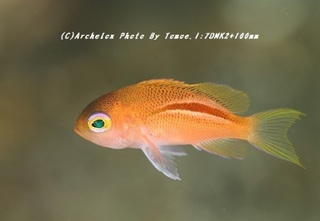 190303-i-11kohaku.jpg