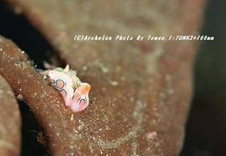 190313-i-07toumon.jpg