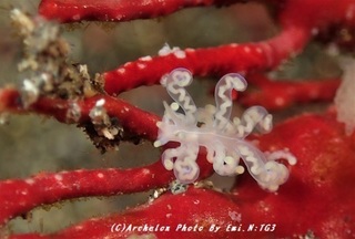 190330-n-03kusenia.jpg