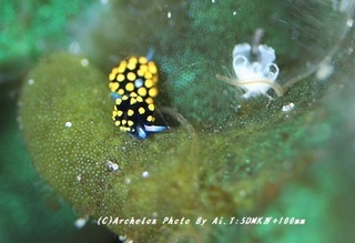 190413-ai-07tento.jpg