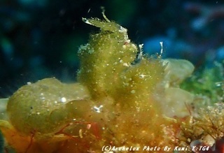 190428-y-01shimu.jpg