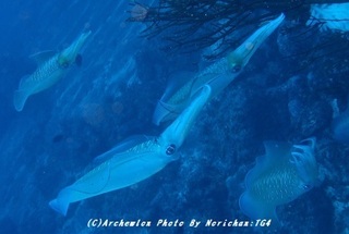 190503-nori-ika.jpg