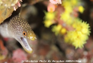 190505-h-03waka.jpg