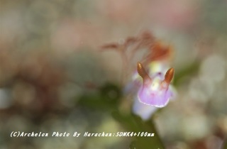 190505-h-05kurakatoa.jpg