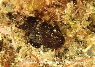 190524-s-02kero.jpg