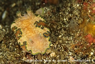 190525-s-04monja.jpg