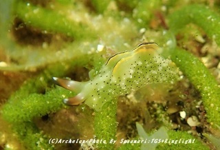 190525-s-07konoha.jpg