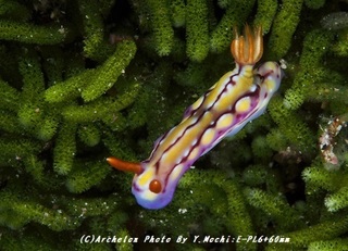 190614-m-05kurakatoa.jpg