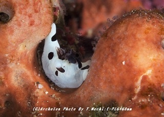 190614-m-06panda.jpg