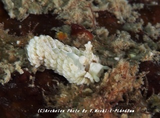 190615-m-03shiromino.jpg