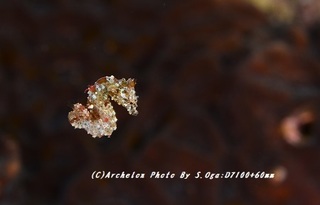 190629-o-04jpig.jpg