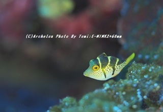 190727-t-02noko.jpg