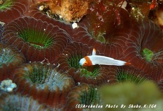 190808-s-01irobu.jpg