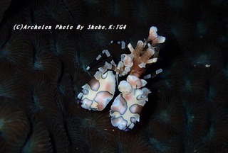 190808-s-03huri.jpg