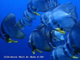 190808-s-04tubame.jpg