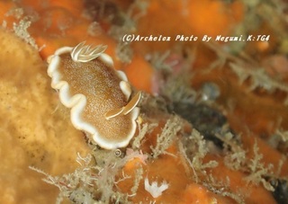 190822-m-02kyarame.jpg
