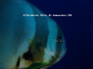 190824-q-03tubame.jpg