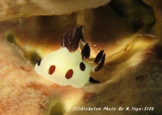190902-to-07panda.jpg