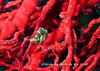 190912-ri-02noko.jpg