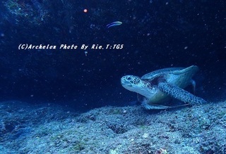 190912-ri-05kame.jpg
