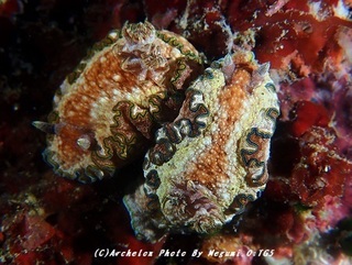 190915-o-08monja.jpg