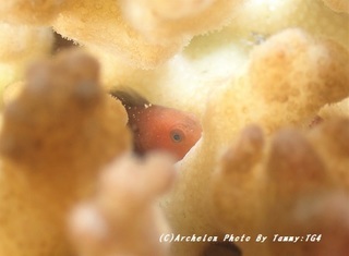 190916-tam-02daruma02.jpg
