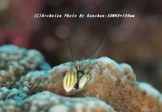 190921-r-01kanzashi.jpg