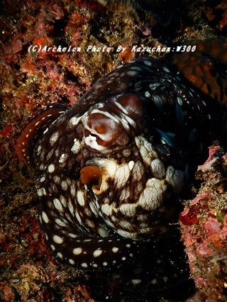 190925-ka-02tako.jpg