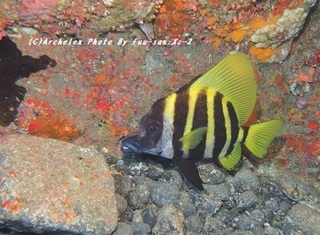 190928-fu-02teng.jpg