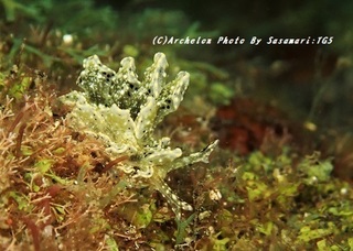 190929-sasa-13tensen.jpg