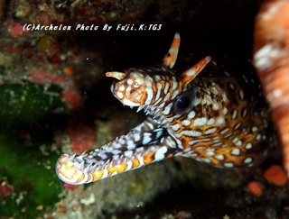 191006-f-02tora.jpg