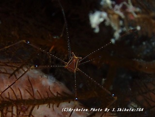 191021-shi-04oruto.jpg