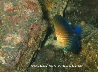191027-sao-01goma.jpg