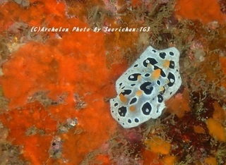 191027-sao-04baba.jpg