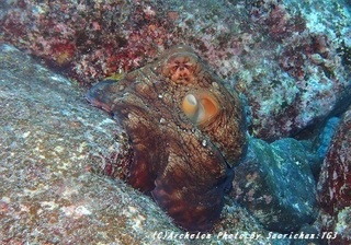 191028-sa-02tako.jpg
