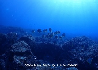 191103-iri-02tubame.jpg
