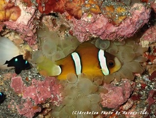191104-koya-03kuma.jpg