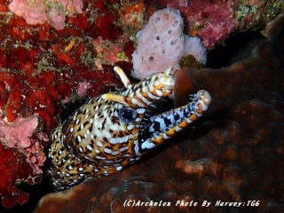 191104-koya-04tora.jpg