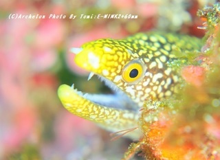 191108-tom-02waka.jpg
