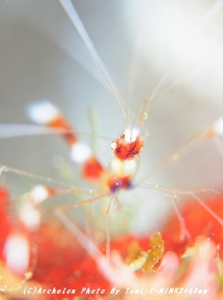 191109-tom-02otohime.jpg