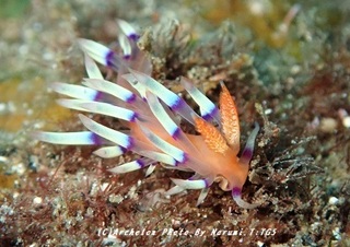 191109-tuchi-02adeyaka.jpg